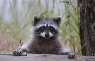 Wildlife Damage